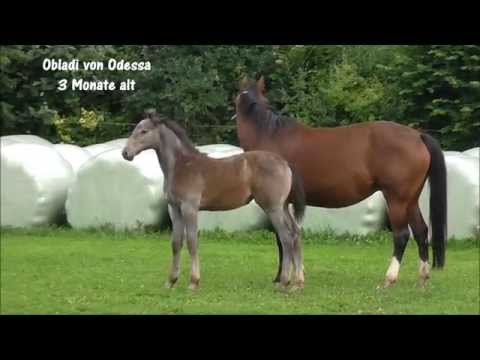 Obladi: Cardento`s Tochter läßt grüßen!