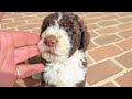Portuguese Water Dog dogs for sale: Elizabeth - Video 2