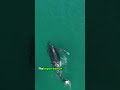 Deciphering the Language of Whales: A One-Minute Insight: #WhaleLanguage