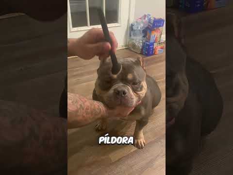 Ya sacaron la cura de que tu perrito no se vaya con san pedro