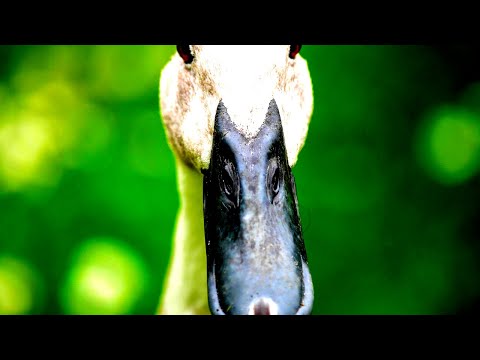 Nature Sounds of Ducks Quacking and Splashing on the River