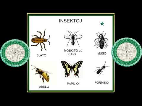 INSEKTOJ ( incest )  Esperanto