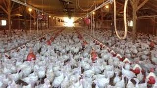 Bird flu Outbreak - H5N2 Avian Flu Kills over 33 million Chickens