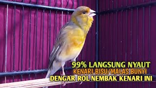 Download lagu kenari gacor panjang Cuit Cuit EMOSI, Pancingan Kenari Paud Belajar Bunyi, terapi AMPUH Kenari MACET mp3