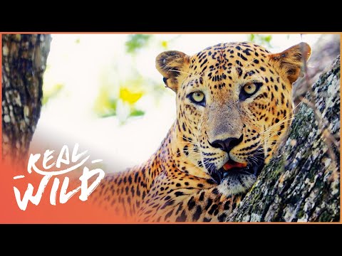 Leopards Vs. Humans: The Battle for Survival | Real Wild