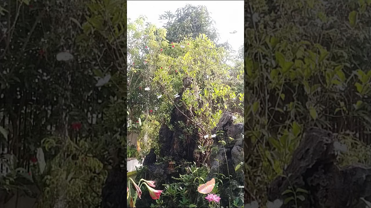 Beautiful Home Garden: Butterflies Flies Around the Rockery and the Sound of Beautiful Waterfall