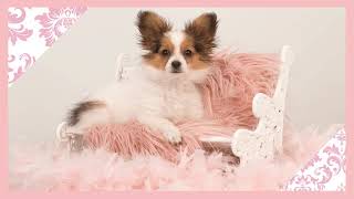 🐶 Chic & Friendly Puppy Shop & Boutique