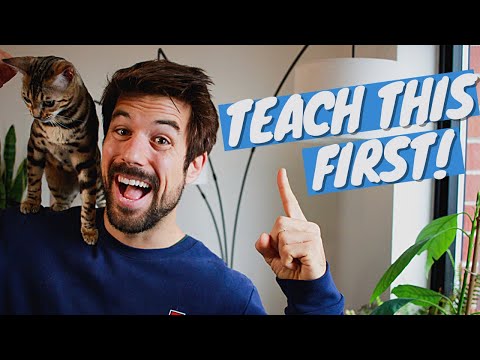 FIRST TRICK You Want to Teach Your CAT - Clicker Training Tutorial