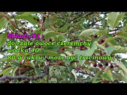 Nalewka na owocach czeremchy.