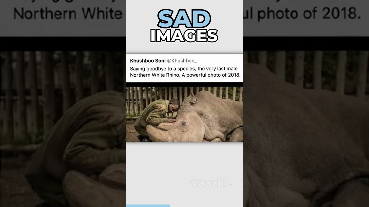 Saddest Images