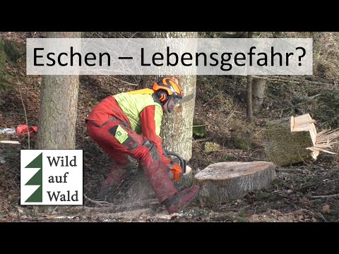 🌲Dürrast hätte mich verletzen können: Esche mit Husqvarna 572XP #wildaufwald