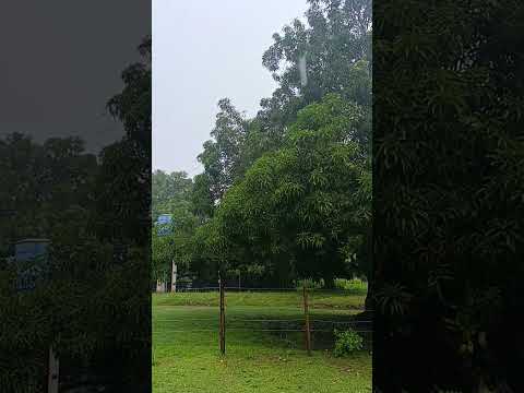 muita chuva, no centro dos Lopes município de olho d água das cunhas -MA, Brasil #reidafarinhaouro