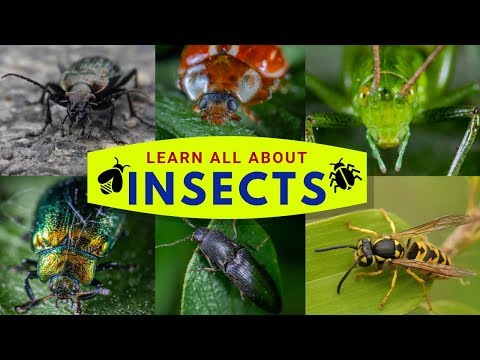 Facts about Insects - Insect Facts - Unique Facts about 12 Different Bugs