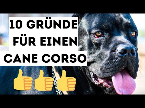 Cane Corso | Die 10 wichtigsten Gründe für die Cane Corso Hunderasse 🐶