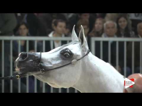 N.195 SA MINERVA - Verona 2015 - Mares 7-9 years old (Class 8)