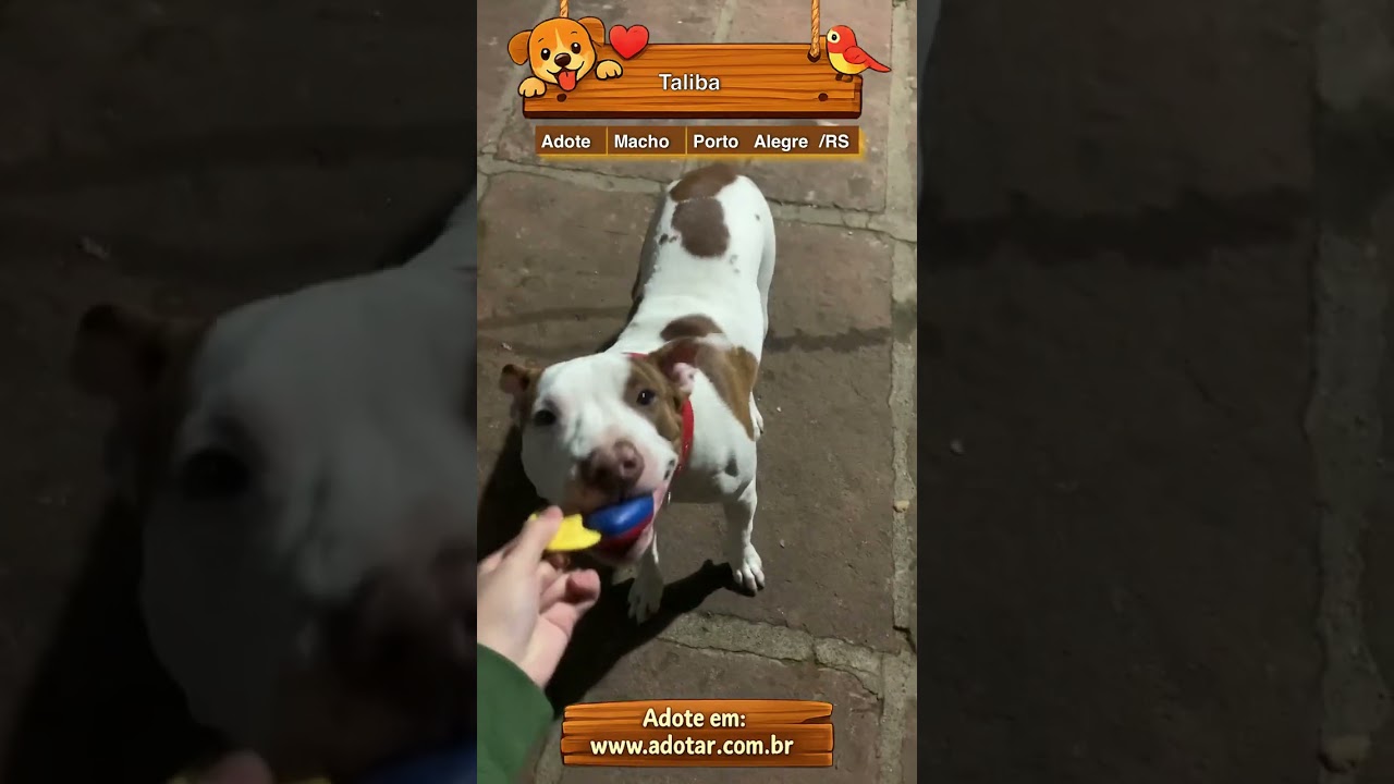 Cachorro raça Pit-Bull idade 2 a 6 meses nome Taliba 