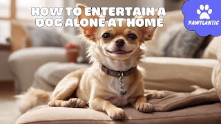 How to ENTERTAIN a DOG ALONE at HOME | Dog Tips
