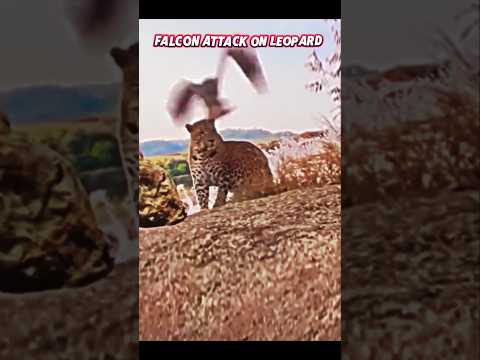 Falcon vs Leopard #trending #animals #wildlife #falcon #leopard #birds #shorts #youtubeshorts