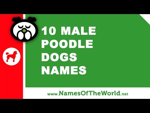 download lagu mp3 mp4 Famous Poodle Names, download lagu Famous Poodle Names gratis, unduh video klip Famous Poodle Names
