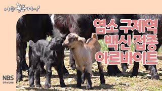[나는농부다 248회] 염소 구제역 백신 접종 아르바이트