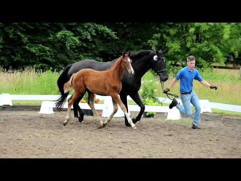 Nr. 05 Hengst von Ibiza-Royal Classic-Don Frederico