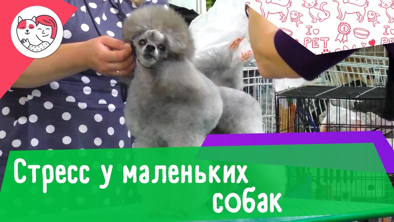 5 распространенных видов стресса у маленьких собак