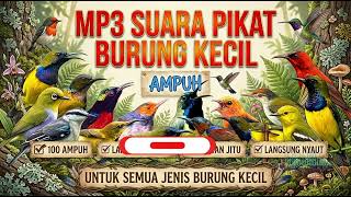 Download lagu Suara Pikat Burung Kecil Paling Ampuh 2026 Auto Datang Bergerombol, Jernih Tanpa Noise HD mp3 Download lagu Suara Pikat Burung Kecil Paling Ampuh 2026 Auto Datang Bergerombol, Jernih Tanpa Noise HD mp3