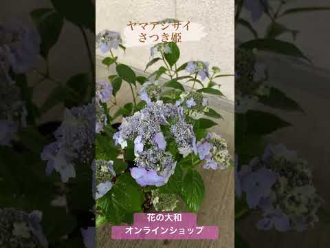 アジサイのマルチング