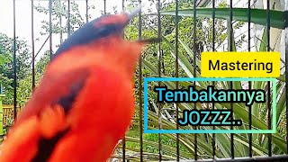 Download lagu Burung Mantenan Gunung/Himalaya // MASTERAN dan PANCINGAN mp3 Download lagu Burung Mantenan Gunung/Himalaya // MASTERAN dan PANCINGAN mp3