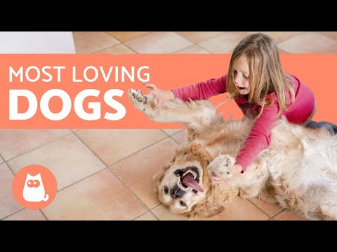 10 Most AFFECTIONATE Dog Breeds in the World