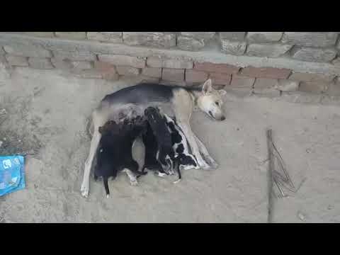 Dog Moms Nursing Their Cute Baby Puppies Video Compilation 2020