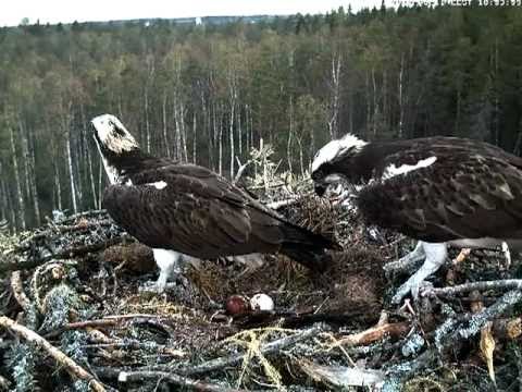 Female osprey returns to the nest