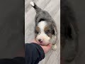 Mini Bernedoodle dogs for sale: Henry - Video 1