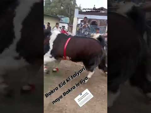 bhopal ka nawab king 1 quintal 80 kilo ka bakra