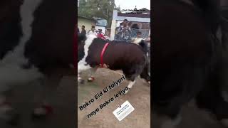 Download lagu bhopal ka nawab king 1 quintal 80 kilo ka bakra mp3 Download lagu bhopal ka nawab king 1 quintal 80 kilo ka bakra mp3