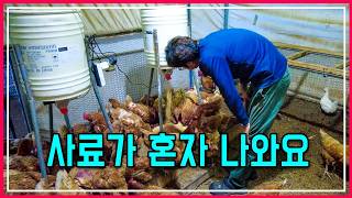 자동 사료 공급 시스템! 자동 급여 설정부터 설치 까지 완전정복