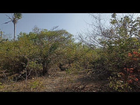 Uma caminhada no meu da floresta seca do Piauí #roça 
