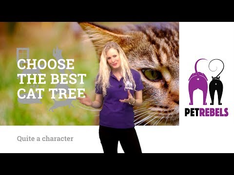 CHOOSE THE BEST CAT TREE FOR YOUR CAT! WHAT CHARACTER IS YOUR CAT? (4K)