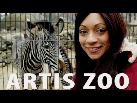 download lagu mp3 mp4 Artis Royal Zoo, download lagu Artis Royal Zoo gratis, unduh video klip Artis Royal Zoo