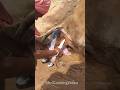 Cow Delivered A Baby Village Shortvideo Happiness Shorts Shortsfeed Short ️