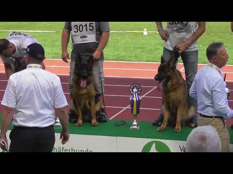 SV Bundessiegerzuchtschau Nürnberg 2023 - Junghundklasse Rüden