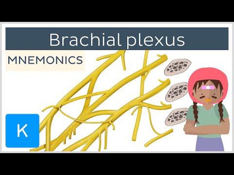 Brachial plexus mnemonics - Human Anatomy | Kenhub