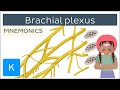 Brachial plexus mnemonics - Human Anatomy | Kenhub