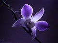 Dinah Washington: Until Sunrise