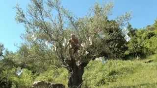 preview picture of video 'Giasone alla ricerca del vello d'oro 4° puntata (L'albero di Fresnel)'