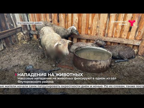 , title : 'Нападения на домашний скот в Ялуторовском районе'