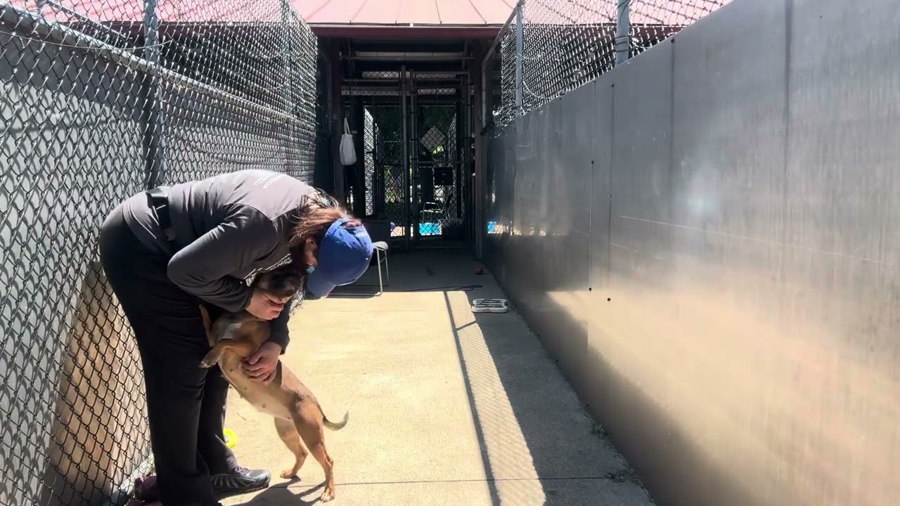 Enlarge Kerri, an adopted mixed breed in Chicago, IL video 5/5