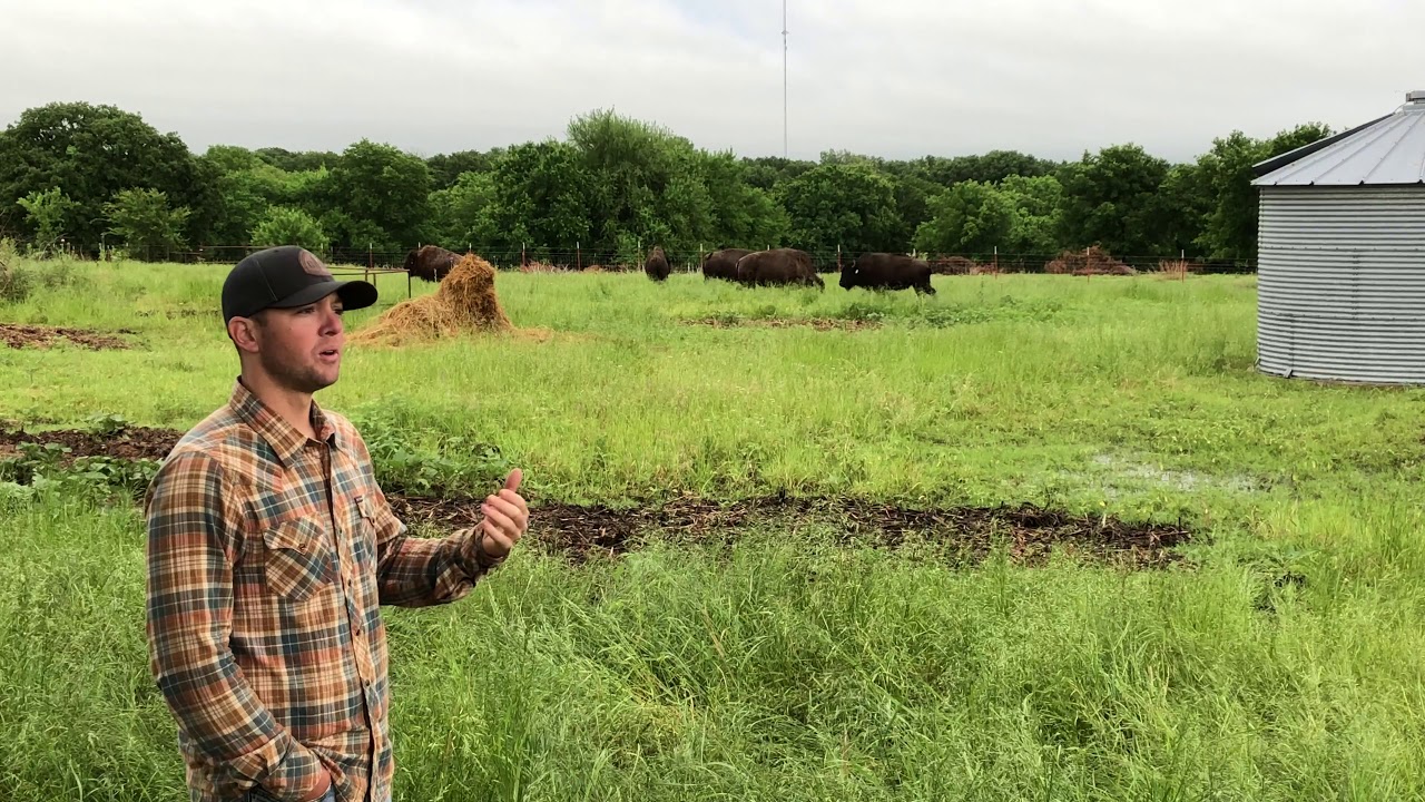 Bringing the bison back!