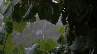 RAIN AND NATURE ----  RAIN AND NATURE TO HELP CALM THE SOUL