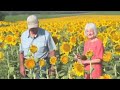 Man plants 80 acres of sunflowers for wife to celebrate 50th anniversary